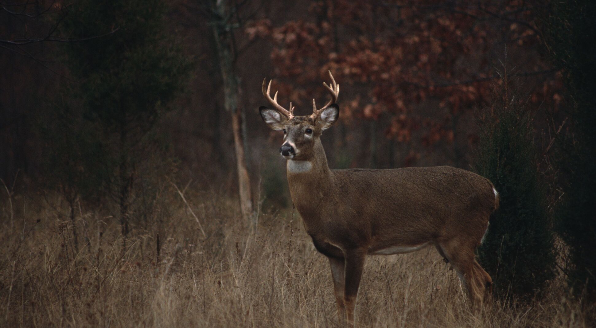 Nov. 14 firearm deer opener will bring plenty of opportunities